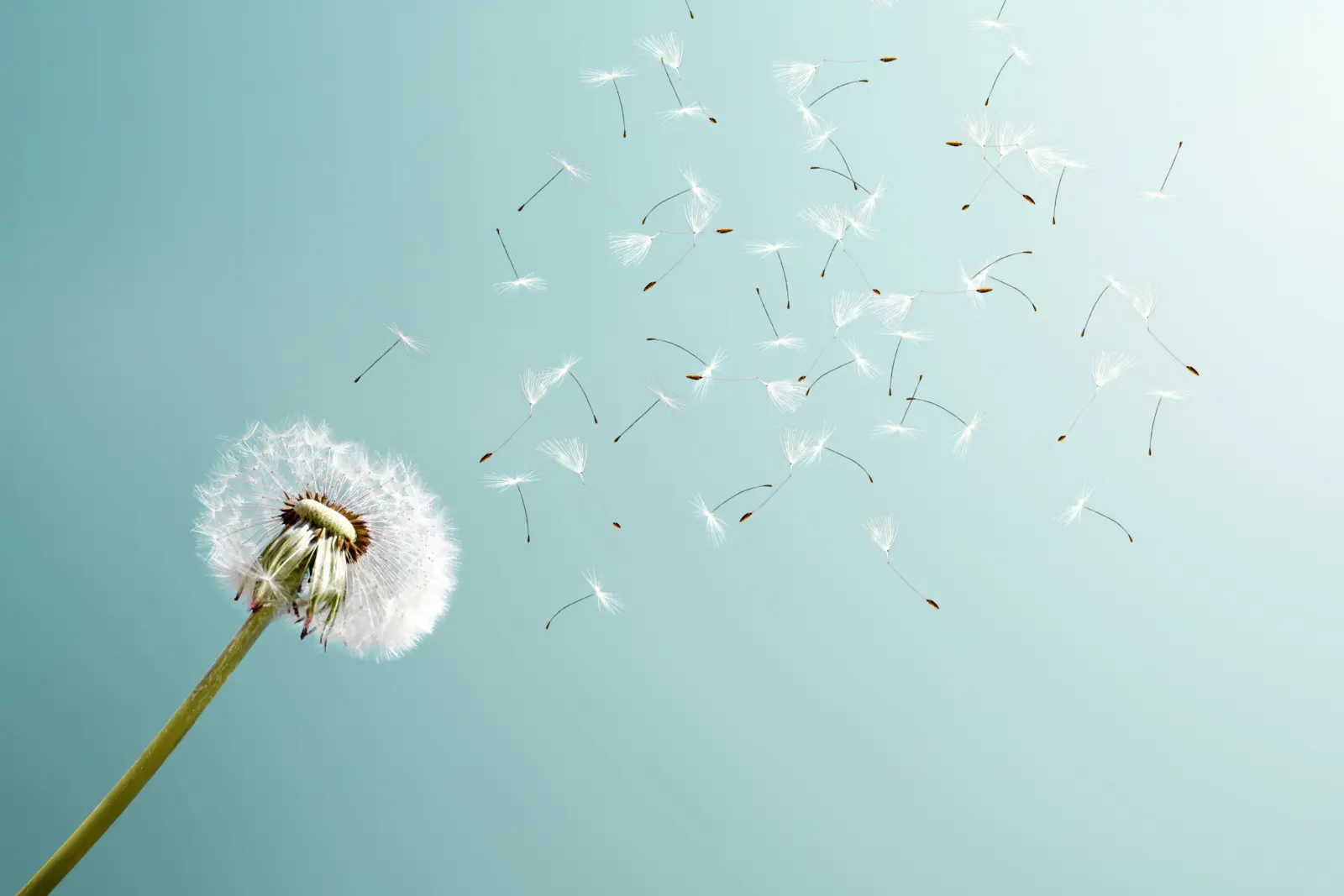 Case study: How pollen targeting increases the efficiency of programmatic campaigns